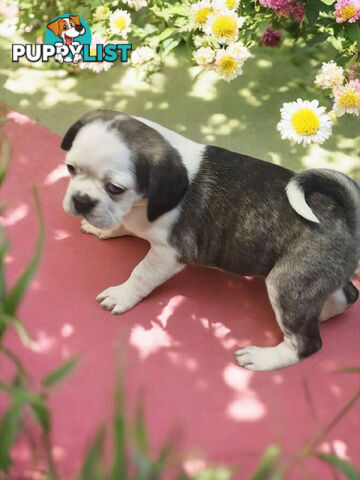 ADORABLE BUGG PUPPIES 