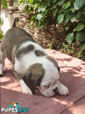 ADORABLE BUGG PUPPIES 