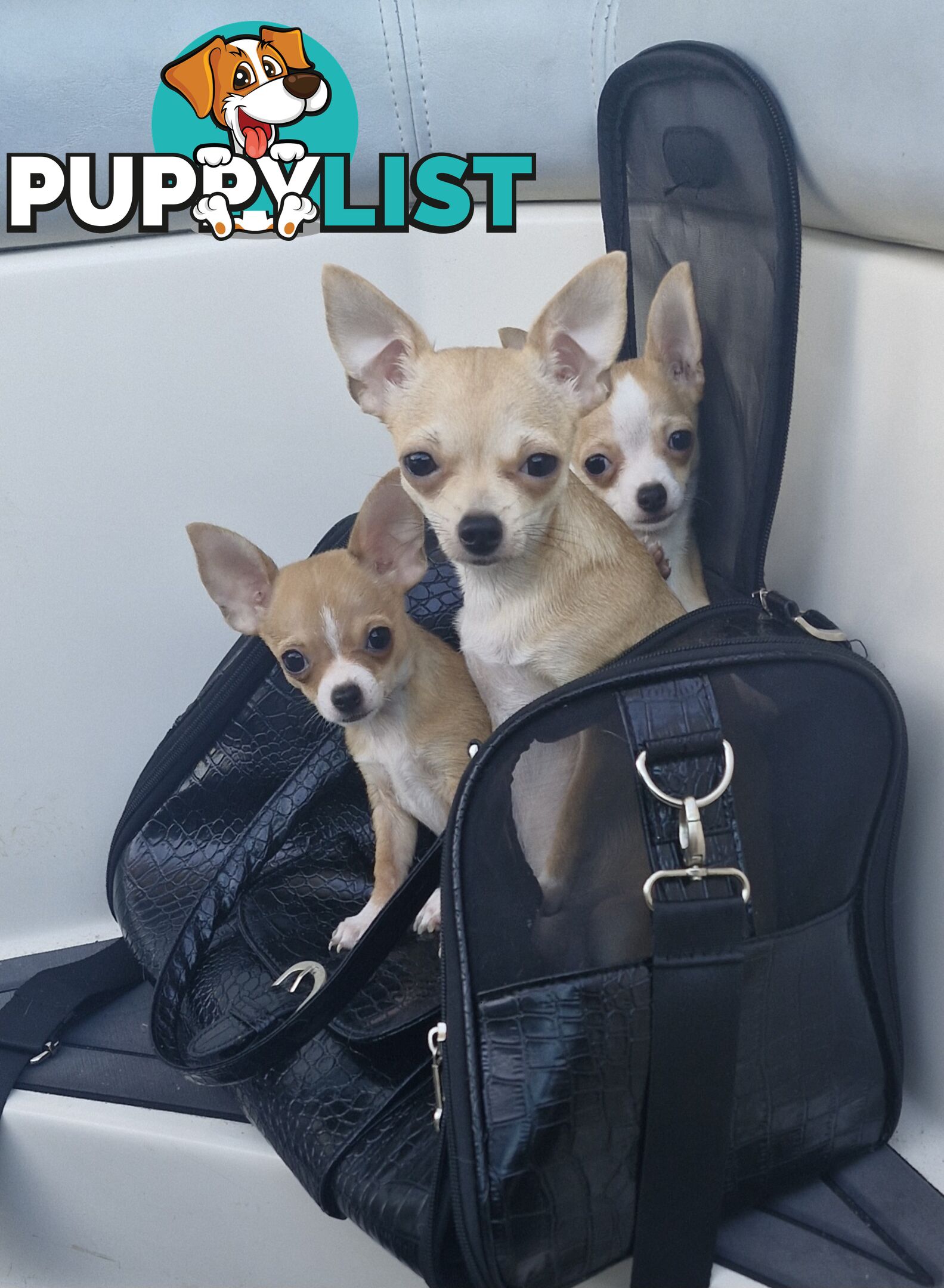 BEAUTIFUL TINY TEACUP CHIHUAHUA PUPPIES