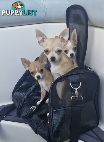 BEAUTIFUL TINY CHIHUAHUA PUPPIES