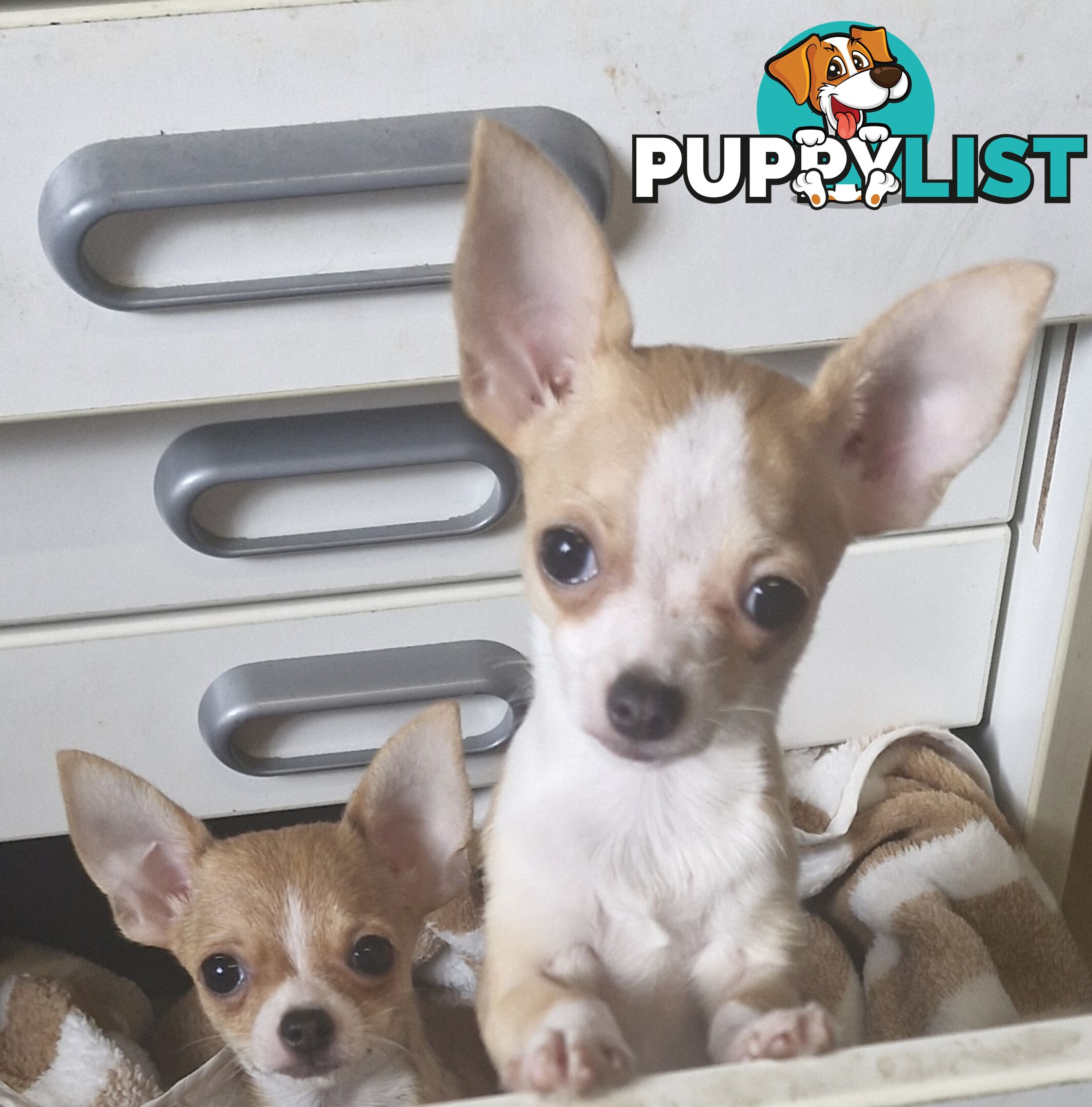 BEAUTIFUL TINY TEACUP CHIHUAHUA PUPPIES