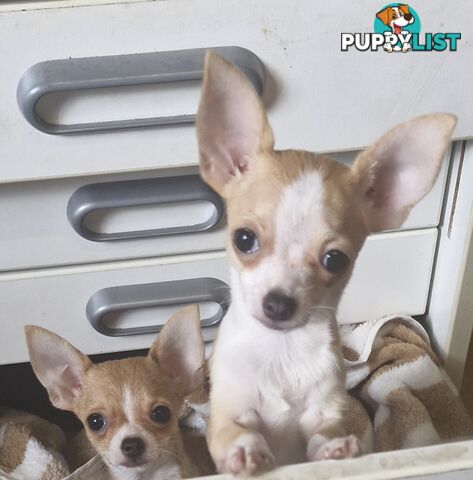 BEAUTIFUL TINY TEACUP CHIHUAHUA PUPPIES
