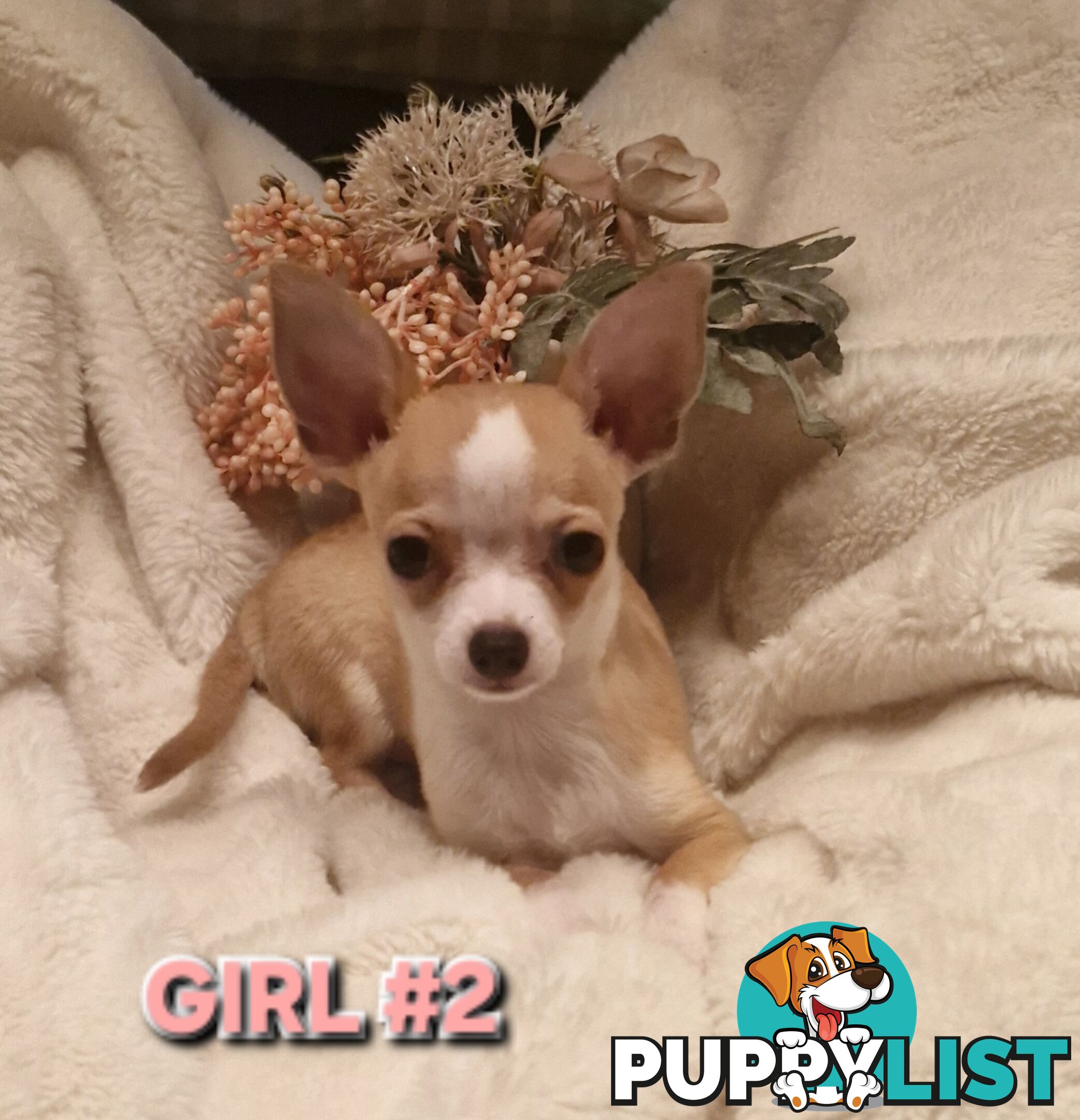 BEAUTIFUL TINY TEACUP CHIHUAHUA PUPPIES