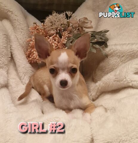 BEAUTIFUL TINY CHIHUAHUA PUPPIES