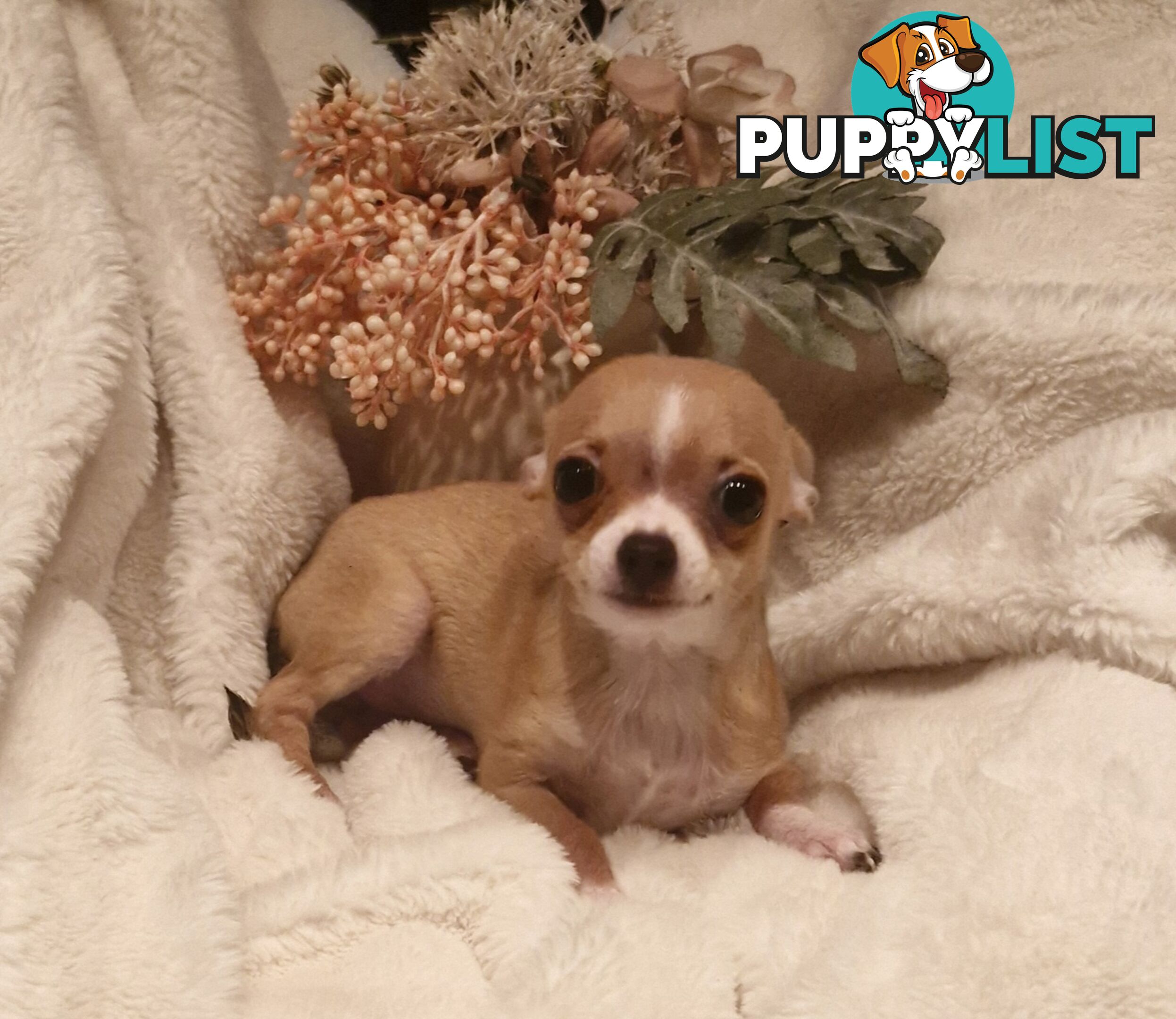 BEAUTIFUL TINY TEACUP CHIHUAHUA PUPPIES