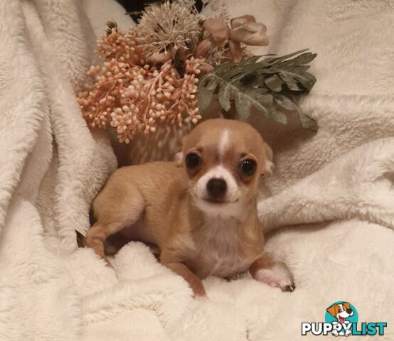 BEAUTIFUL TINY TEACUP CHIHUAHUA PUPPIES