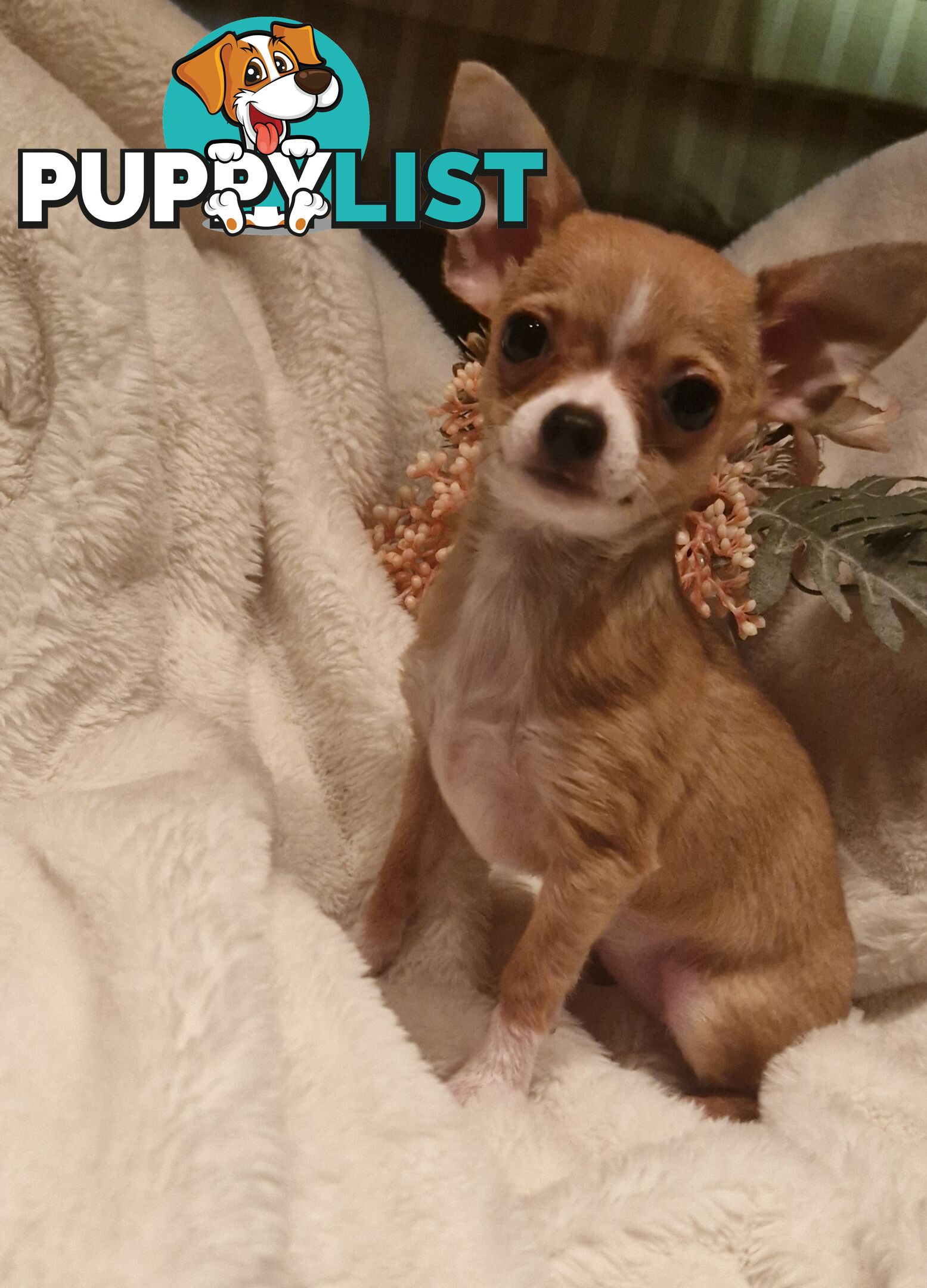 BEAUTIFUL TINY TEACUP CHIHUAHUA PUPPIES
