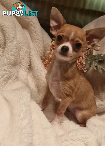 BEAUTIFUL TINY TEACUP CHIHUAHUA PUPPIES