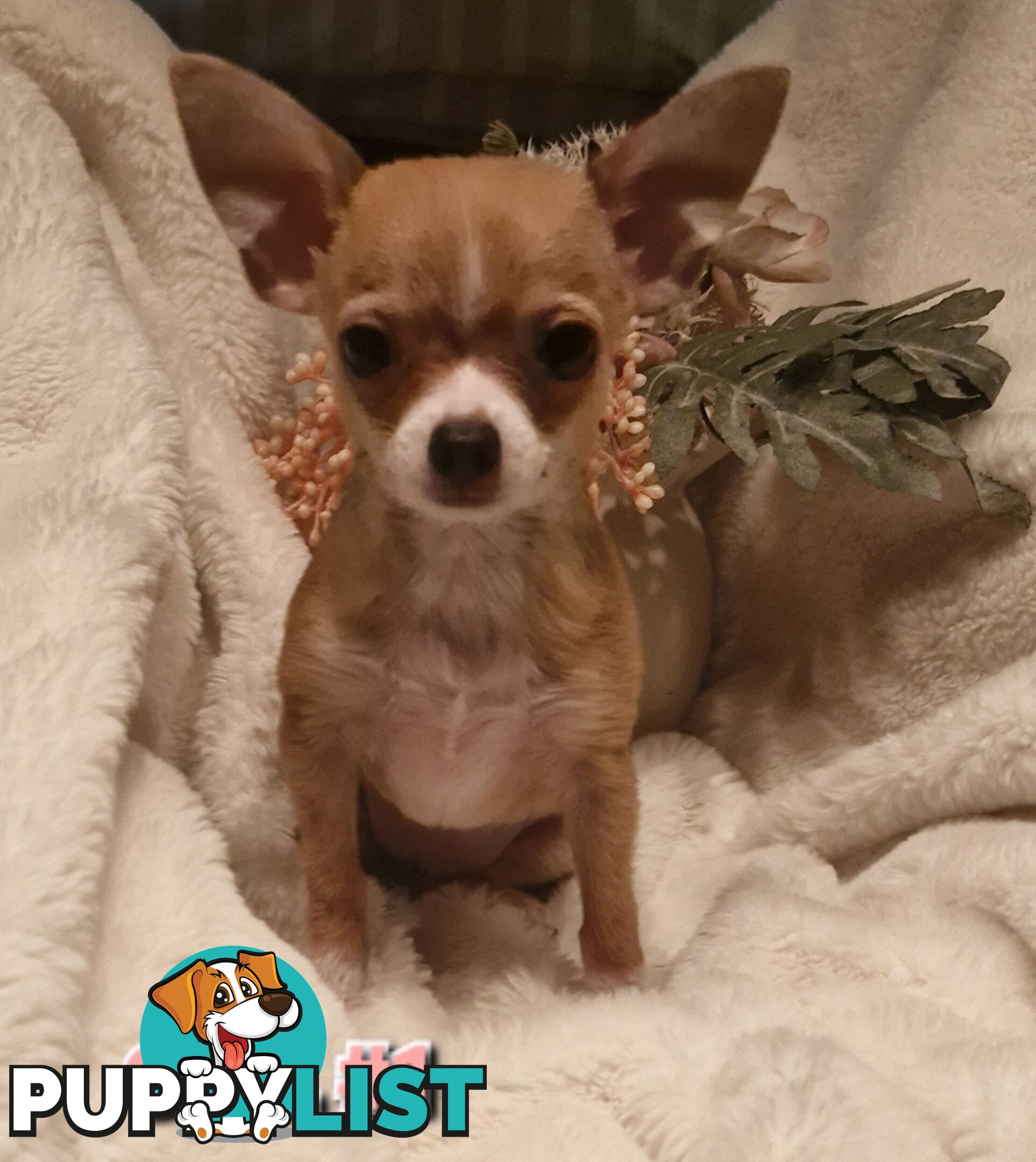 BEAUTIFUL TINY TEACUP CHIHUAHUA PUPPIES