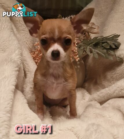 BEAUTIFUL TINY CHIHUAHUA PUPPIES