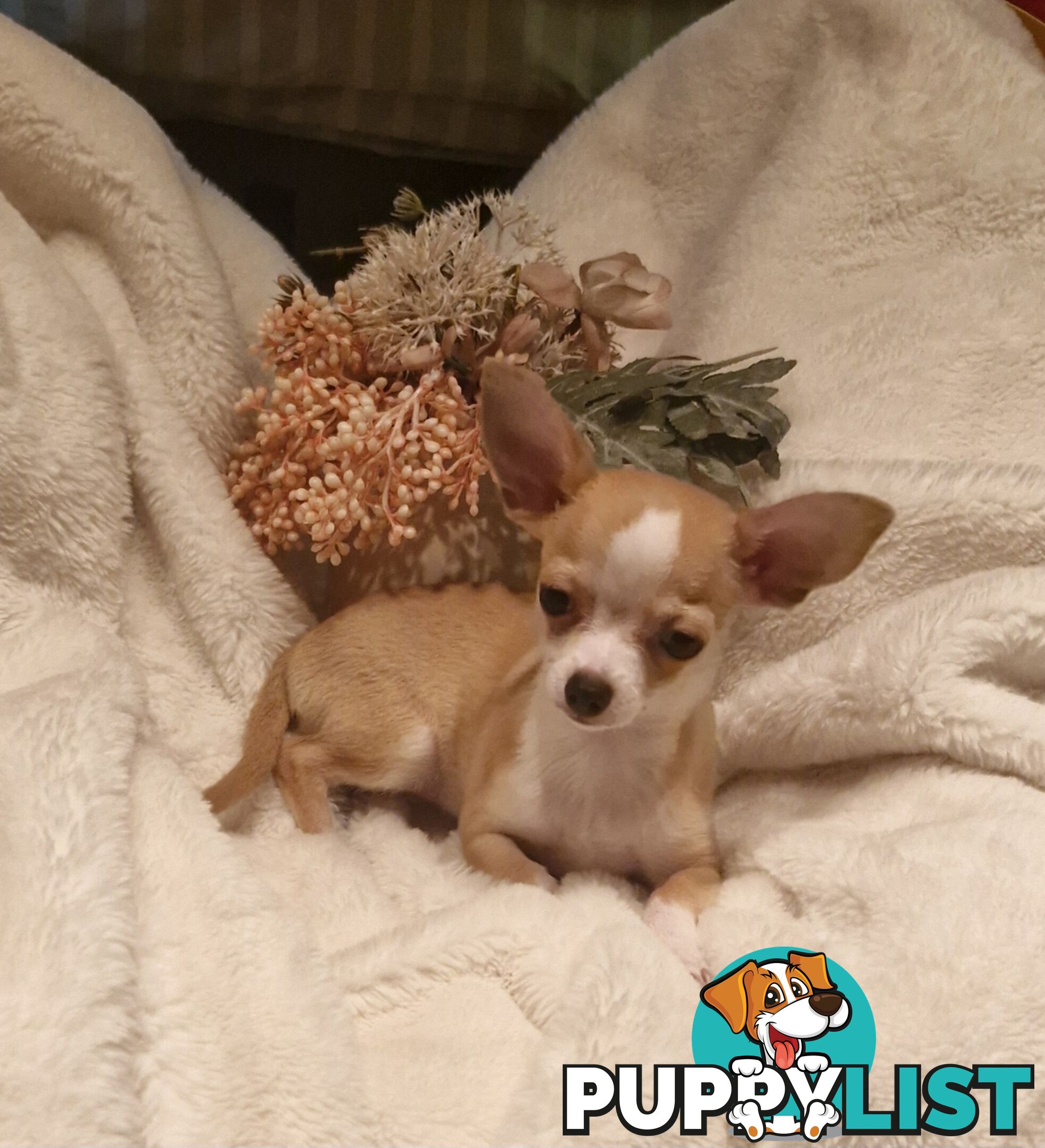 BEAUTIFUL TINY TEACUP CHIHUAHUA PUPPIES