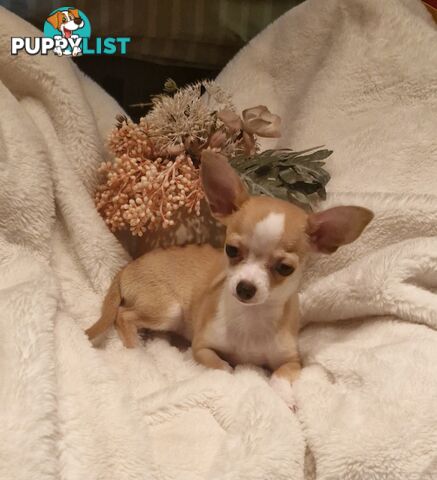 BEAUTIFUL TINY TEACUP CHIHUAHUA PUPPIES