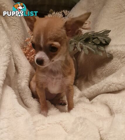BEAUTIFUL TINY TEACUP CHIHUAHUA PUPPIES