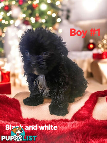 ADORABLE CHOCOLATE MALTESE X SHIHTZU PUPPIES COMING SOON!!!!