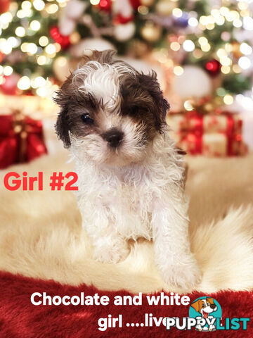 ADORABLE CHOCOLATE MALTESE X SHIHTZU PUPPIES COMING SOON!!!!