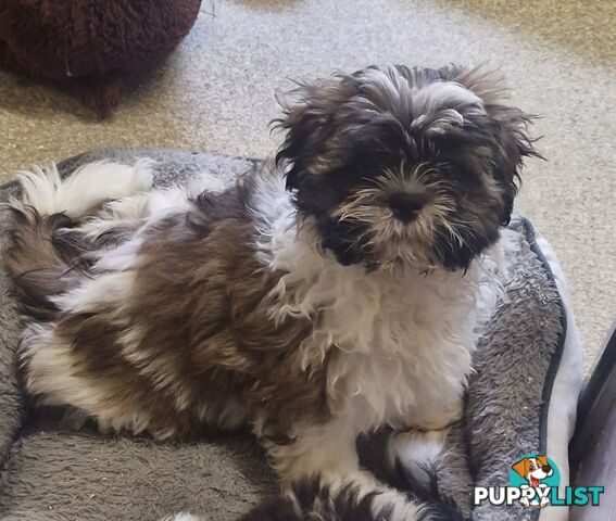 ADORABLE FLUFFY MALTESE X SHIHTZU PUPPIES  