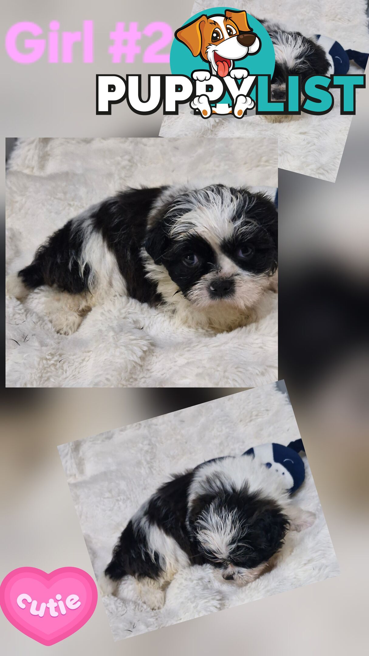 ADORABLE FLUFFY MALTESE X SHIHTZU PUPPIES  
