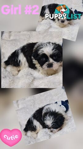  ADORABLE FLUFFY  MALTESE X SHIHTZU COMING SOON!!!
