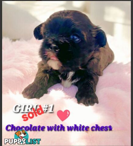  ADORABLE FLUFFY  MALTESE X SHIHTZU COMING SOON!!!