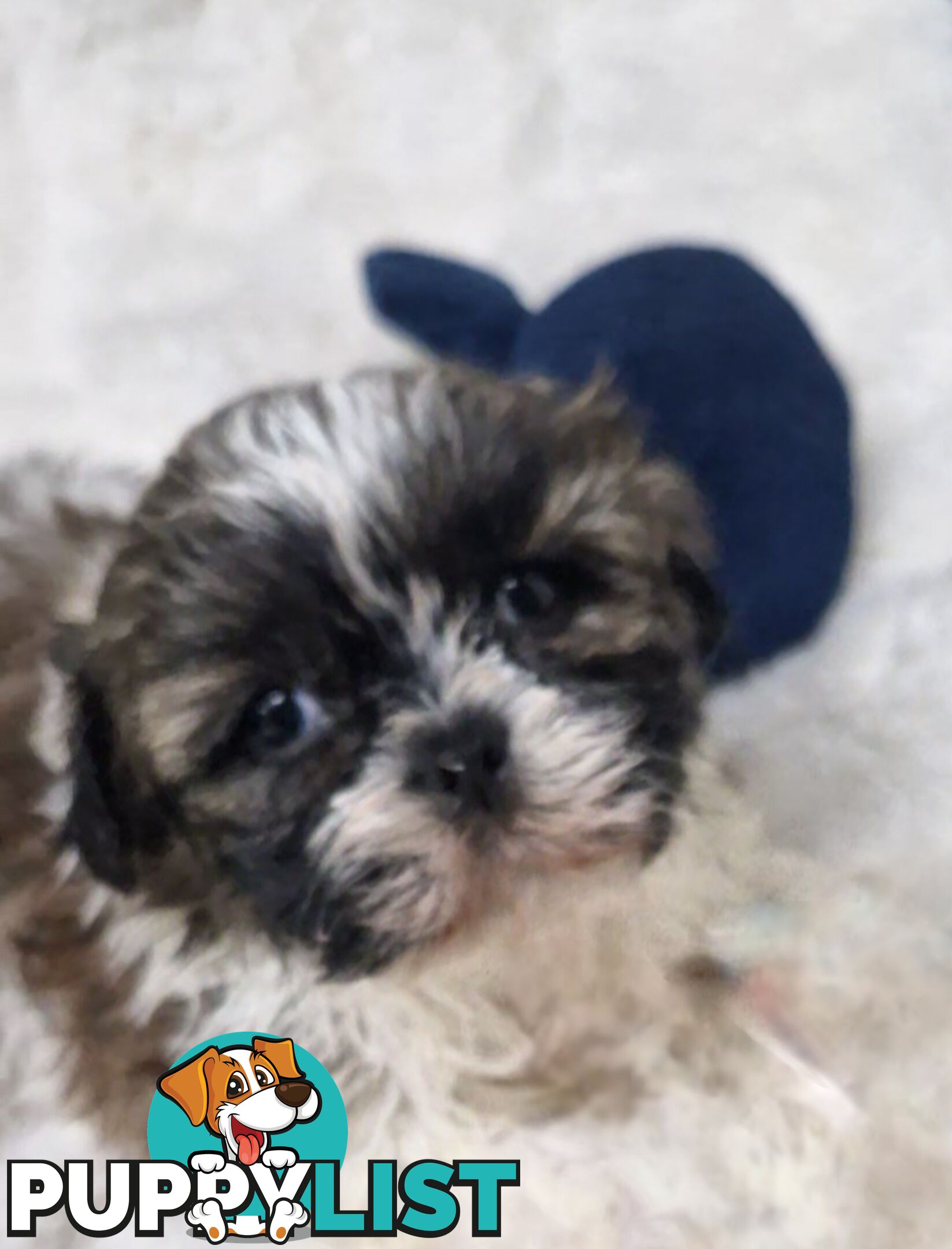 ADORABLE FLUFFY MALTESE X SHIHTZU PUPPIES  