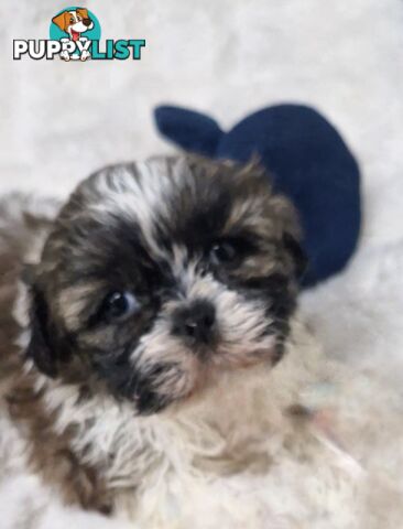 ADORABLE FLUFFY  MALTESE X SHIHTZU COMING SOON!!!