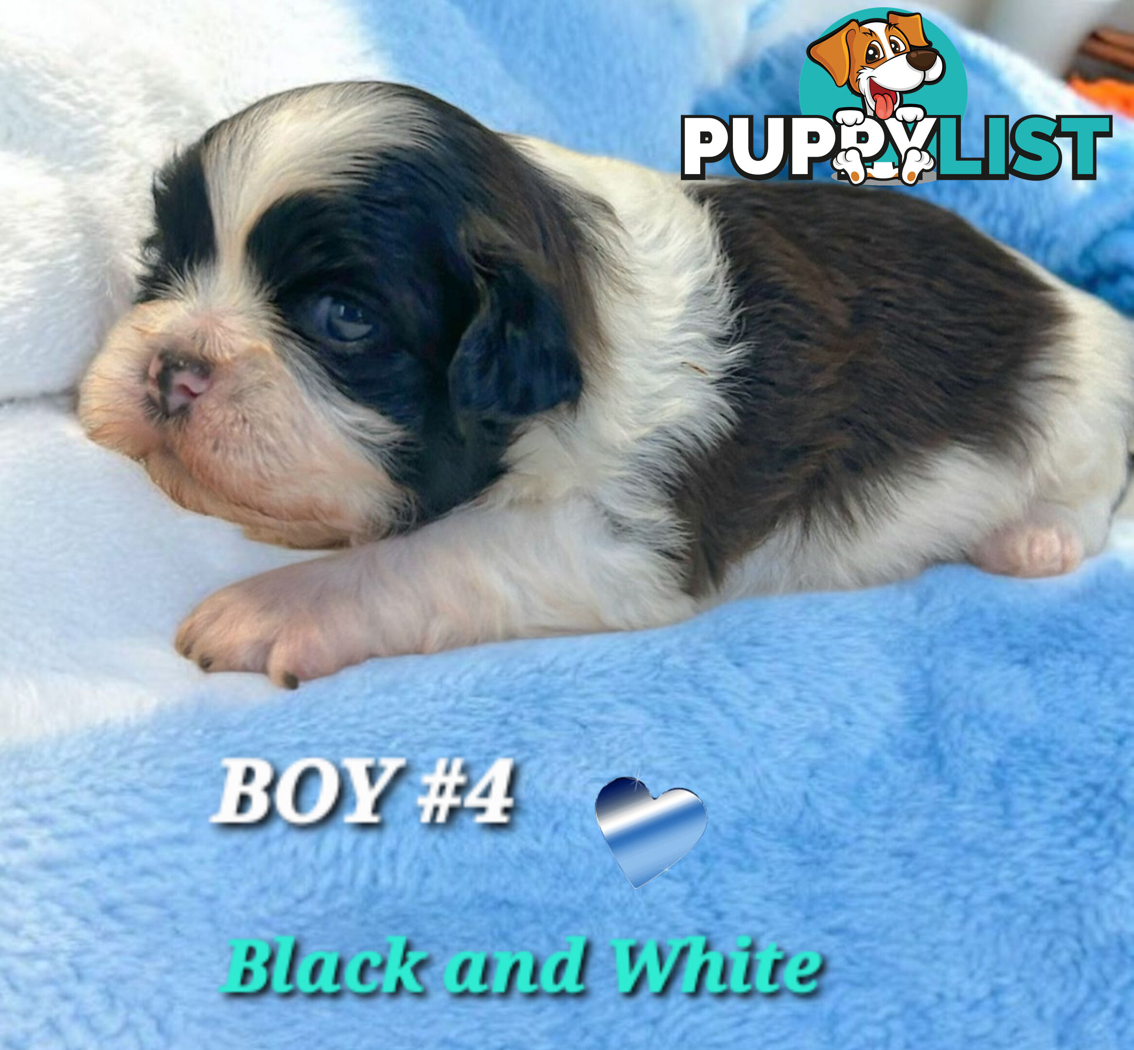  ADORABLE FLUFFY  MALTESE X SHIHTZU COMING SOON!!!