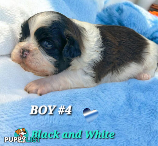  ADORABLE FLUFFY  MALTESE X SHIHTZU COMINGV!