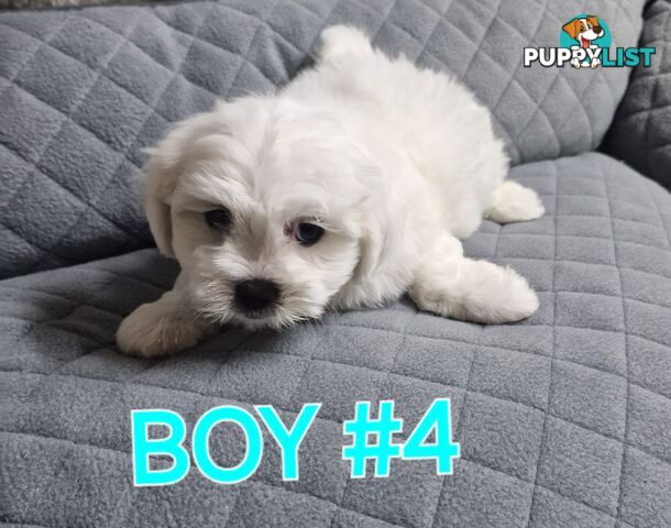 ADORABLE FLUFFY SHIHTZU X MALTESE PUPPIES 