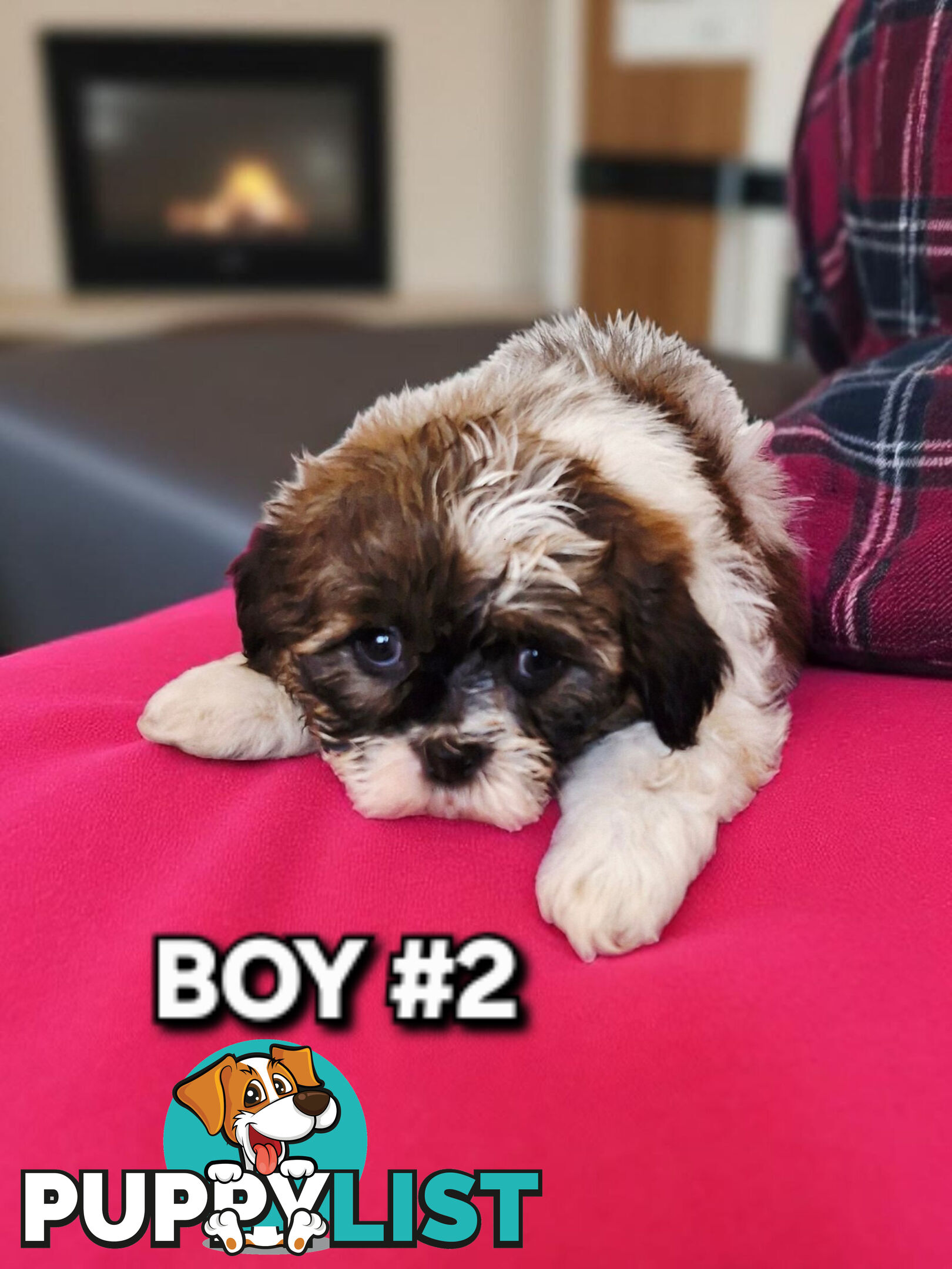 ADORABLE FLUFFY MALTESE X SHIHTZU PUPPIES  
