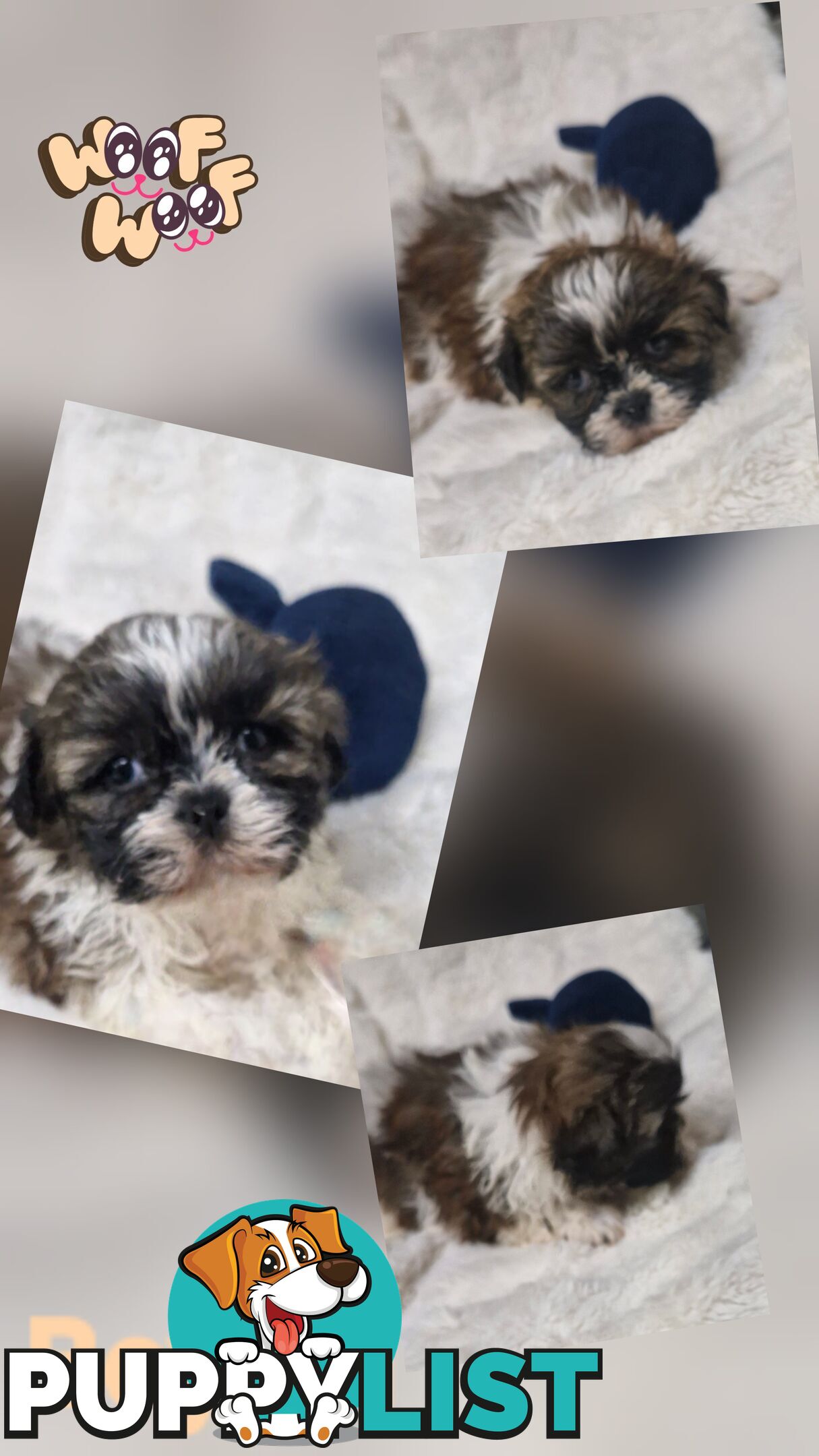 ADORABLE FLUFFY MALTESE X SHIHTZU PUPPIES  