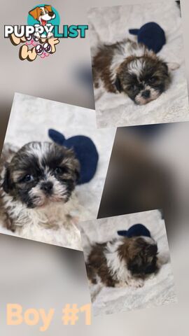  ADORABLE FLUFFY  MALTESE X SHIHTZU COMING SOON!!!