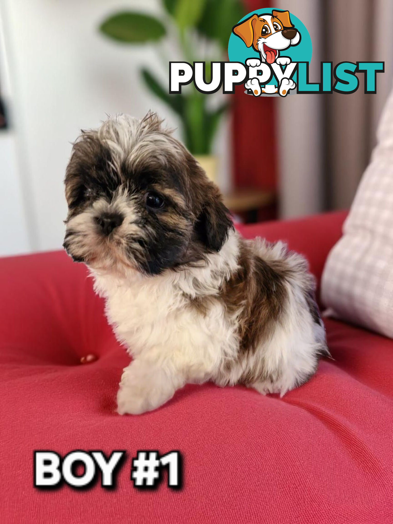 ADORABLE FLUFFY MALTESE X SHIHTZU PUPPIES  