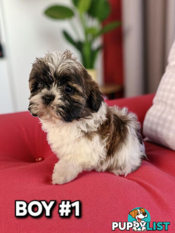 ADORABLE FLUFFY MALTESE X SHIHTZU PUPPIES  