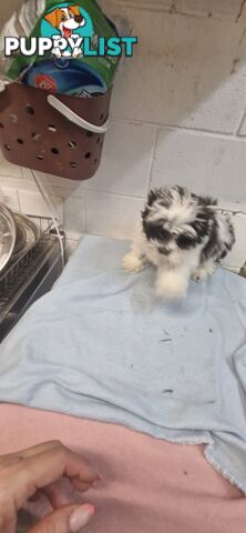 FINAL FLUFFBALL BOY MALTESE SHIHTZU 