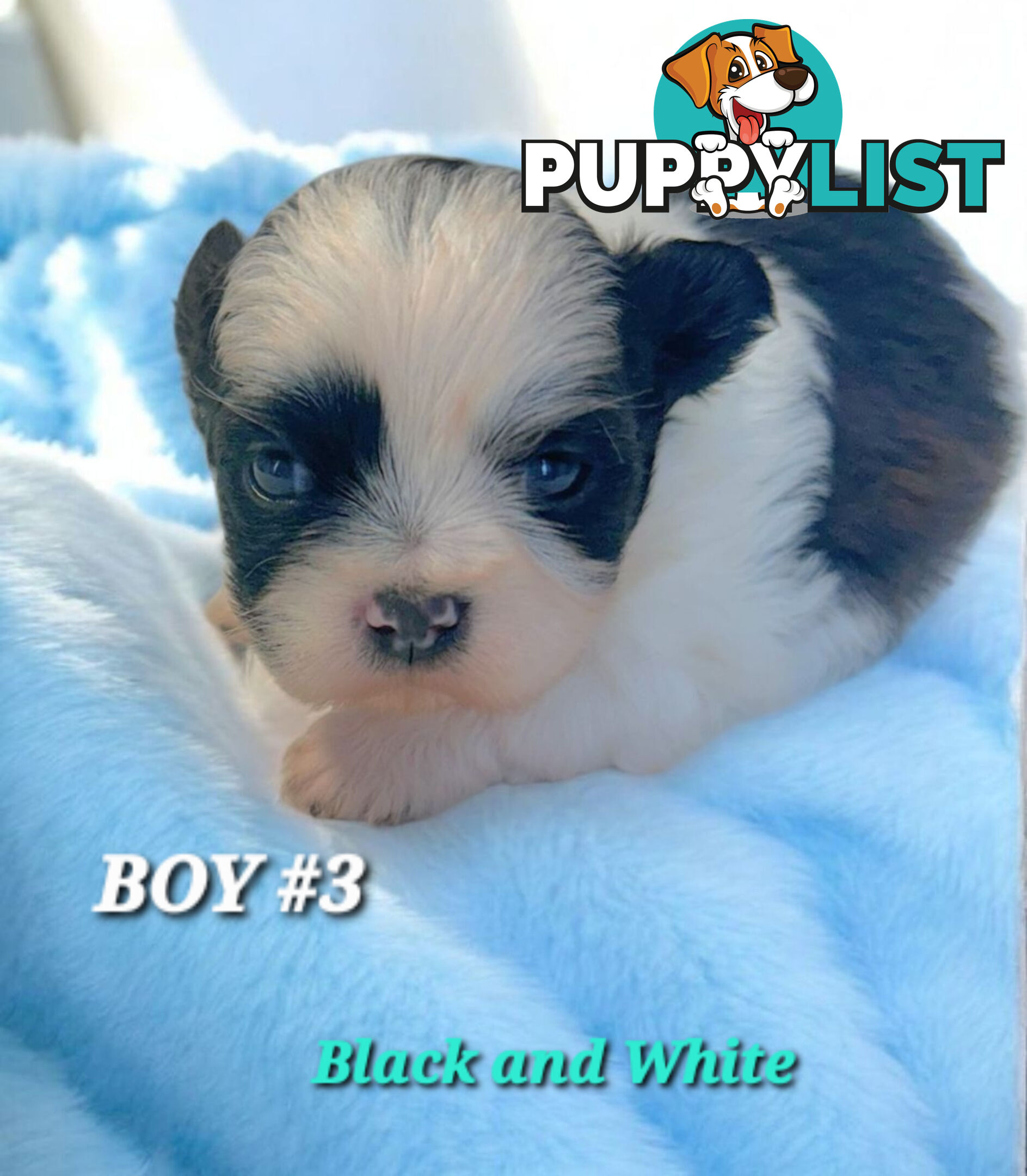 ADORABLE FLUFFY  MALTESE X SHIHTZU COMING SOON!!!