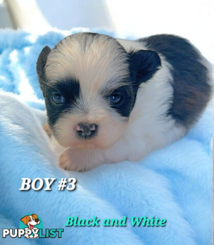  ADORABLE FLUFFY  MALTESE X SHIHTZU COMINGV!