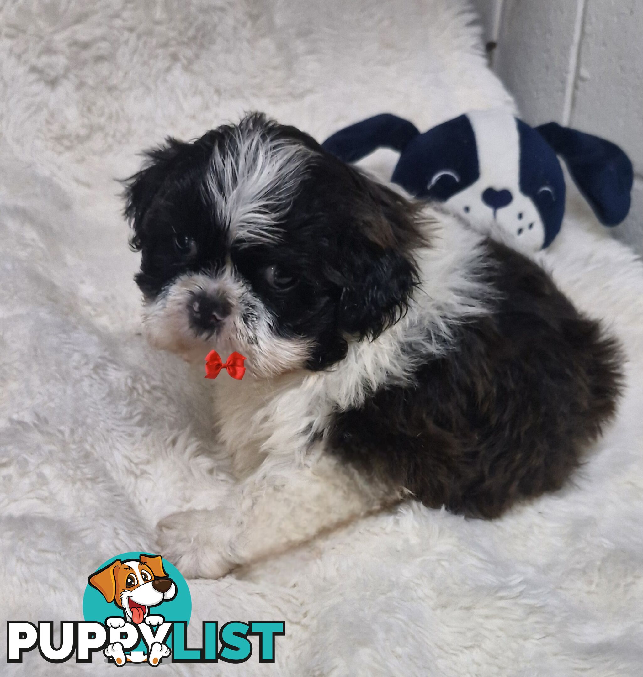 ADORABLE FLUFFY MALTESE X SHIHTZU PUPPIES  