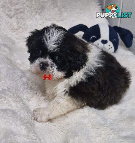  ADORABLE FLUFFY  MALTESE X SHIHTZU COMING SOON!!!