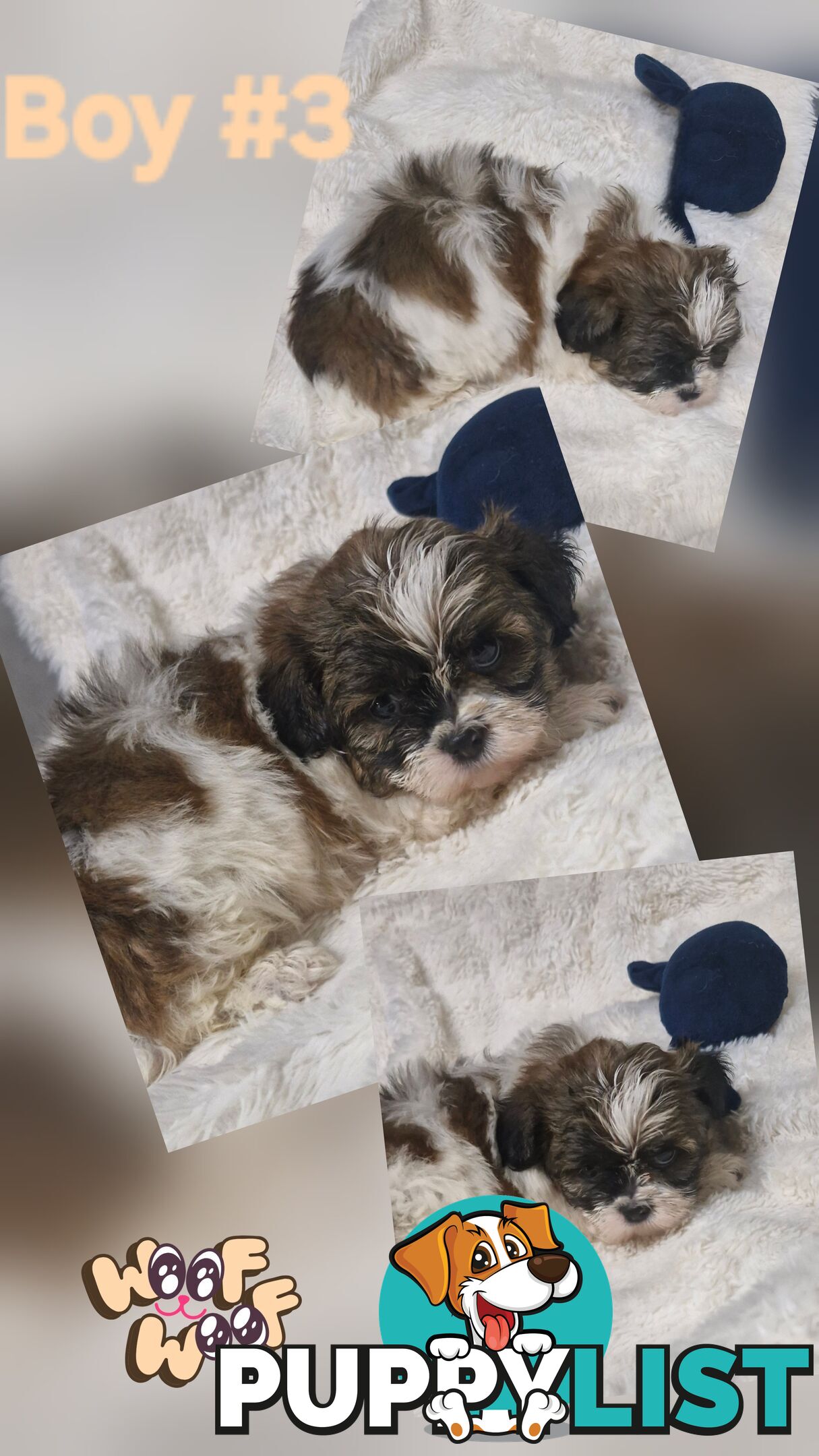 ADORABLE FLUFFY MALTESE X SHIHTZU PUPPIES  