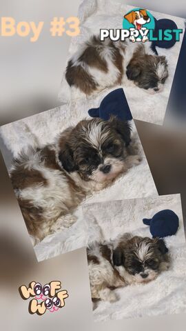 ADORABLE FLUFFY MALTESE X SHIHTZU PUPPIES  