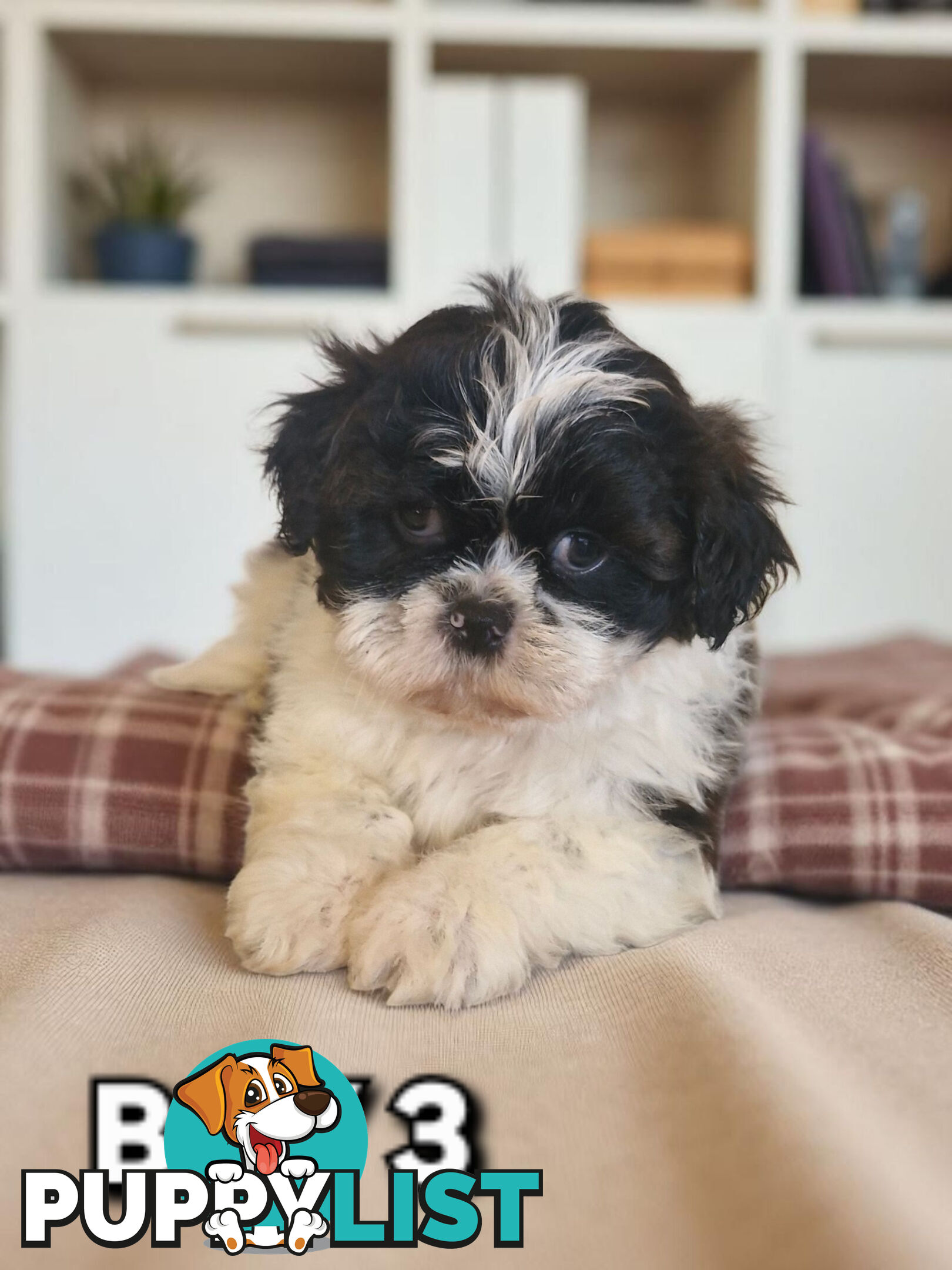 ADORABLE FLUFFY MALTESE X SHIHTZU PUPPIES  