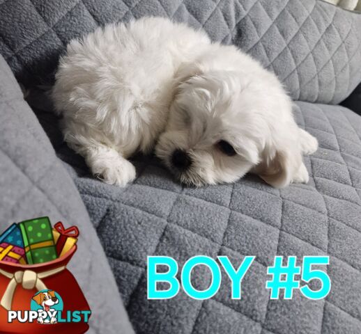 ADORABLE FLUFFY SHIHTZU X MALTESE PUPPIES 