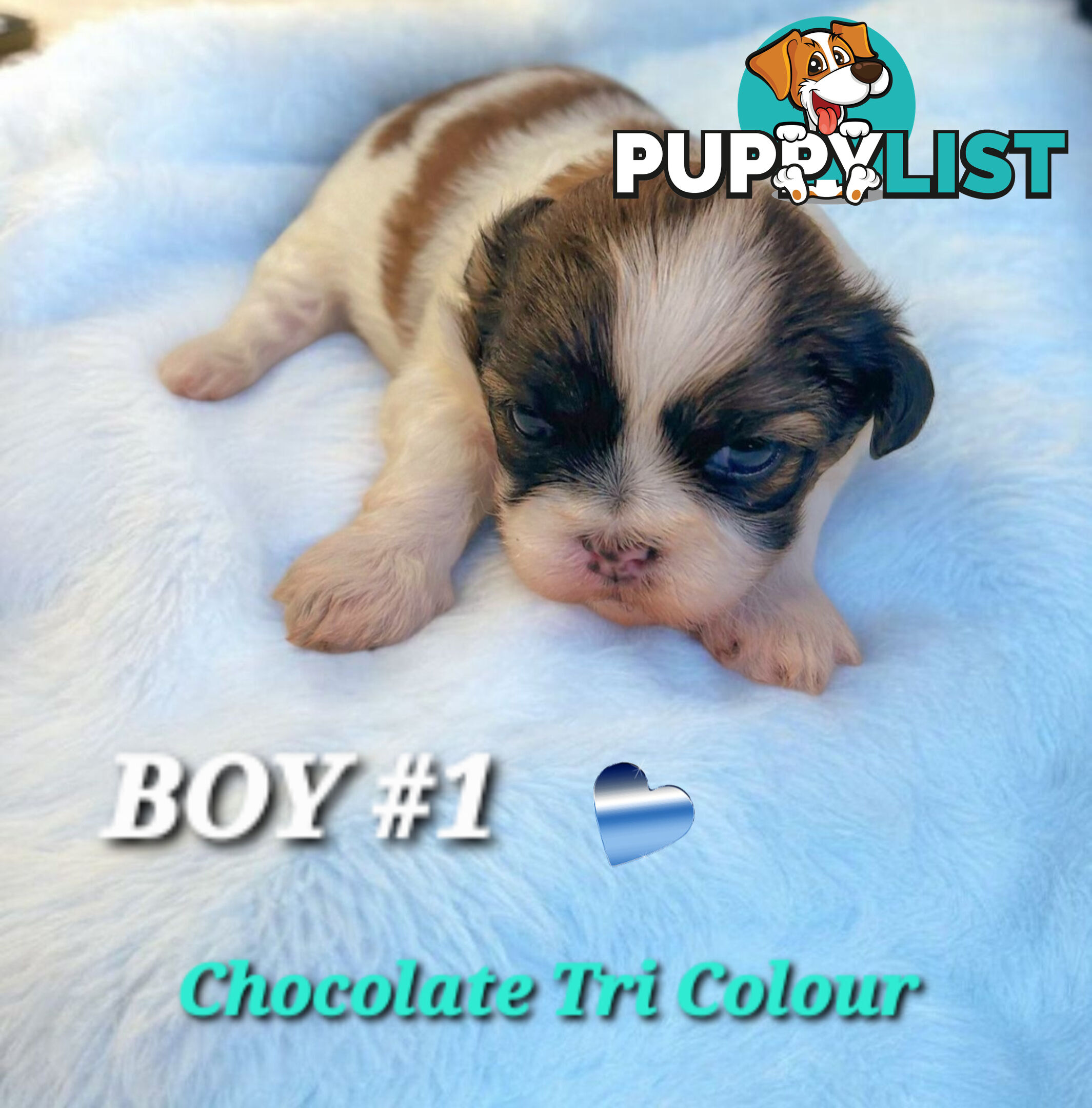  ADORABLE FLUFFY  MALTESE X SHIHTZU COMING SOON!!!