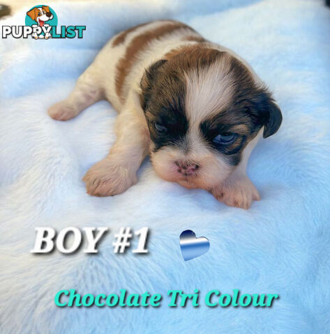  ADORABLE FLUFFY  MALTESE X SHIHTZU COMINGV!