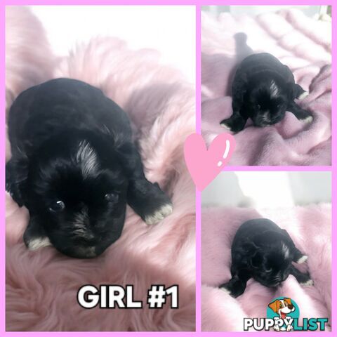  ADORABLE FLUFFY  MALTESE X SHIHTZU PUPPIES COMING SOON!!!!