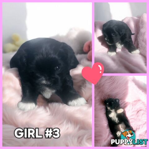  ADORABLE FLUFFY  MALTESE X SHIHTZU PUPPIES COMING SOON!!!!