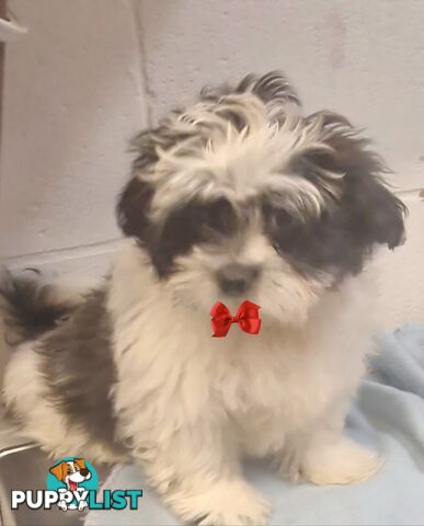 FINAL FLUFFBALL BOY MALTESE SHIHTZU 