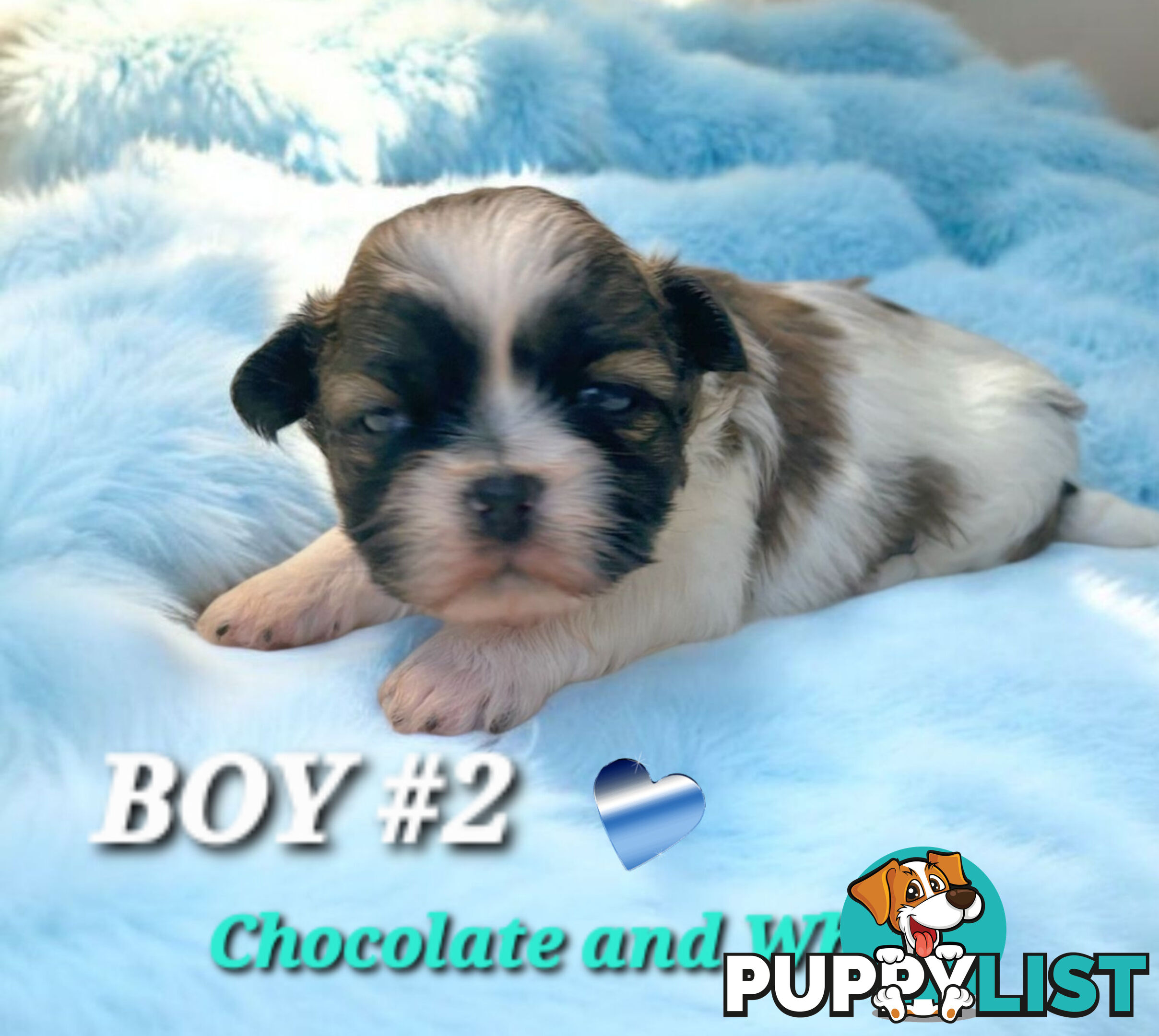  ADORABLE FLUFFY  MALTESE X SHIHTZU COMING SOON!!!