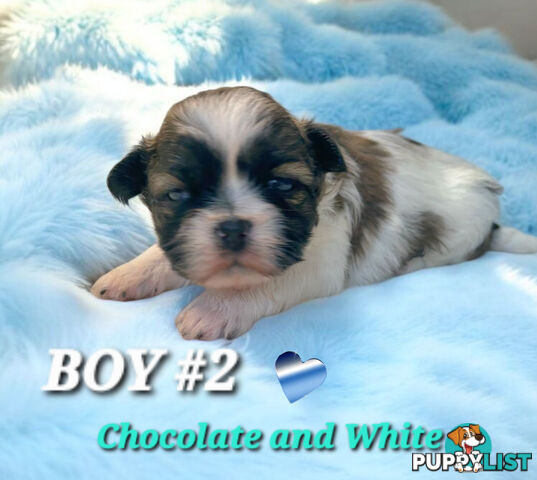  ADORABLE FLUFFY  MALTESE X SHIHTZU COMINGV!