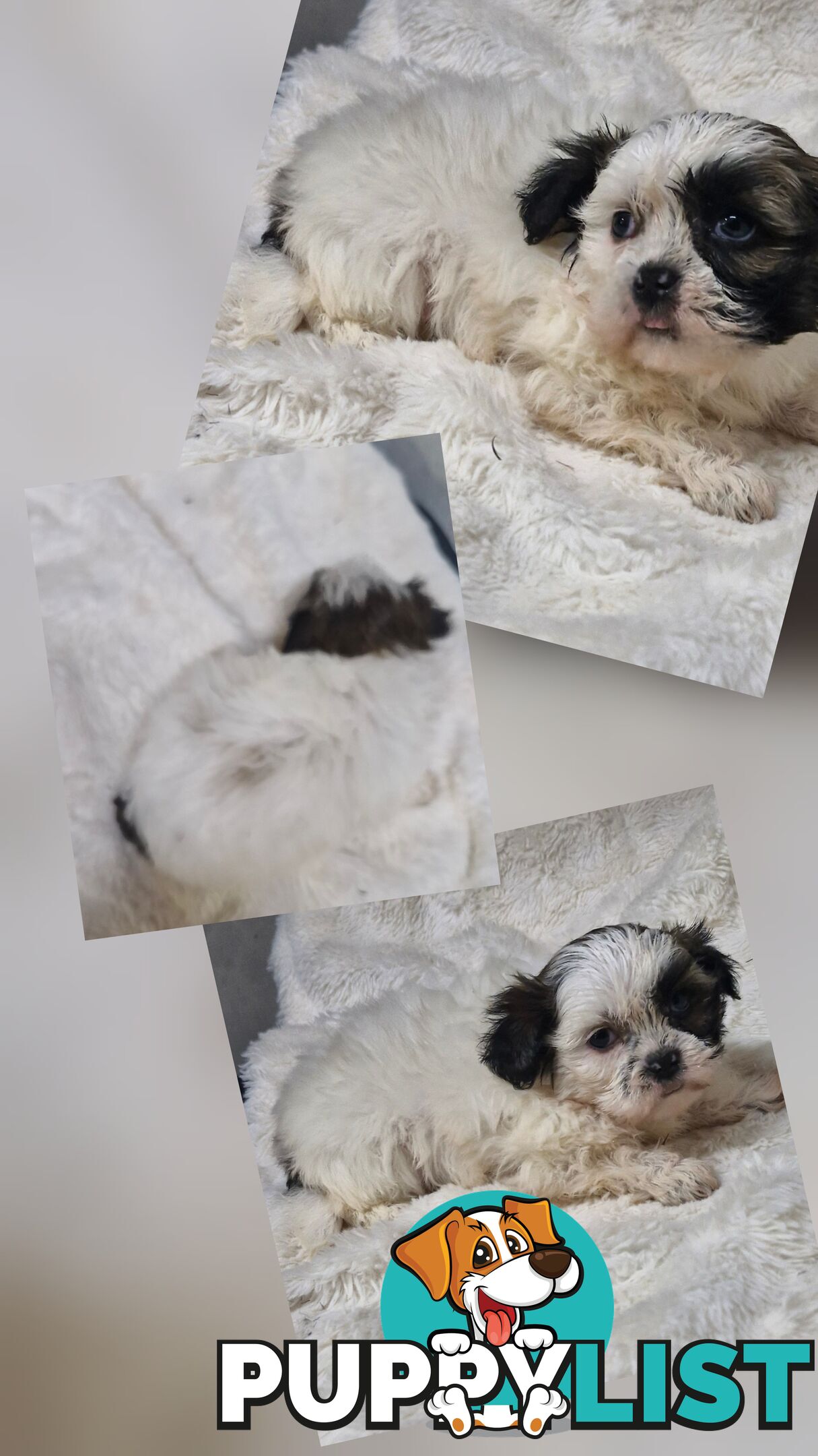 ADORABLE FLUFFY MALTESE X SHIHTZU PUPPIES  